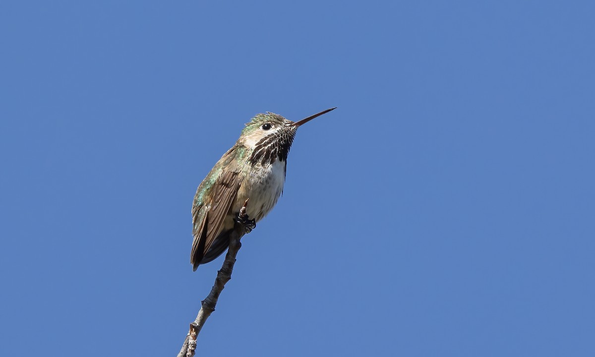 Calliope Hummingbird - ML619383466