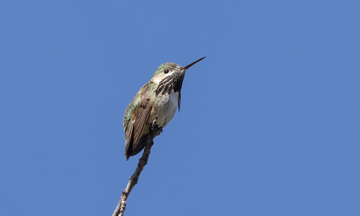 Calliope Hummingbird - ML619383467
