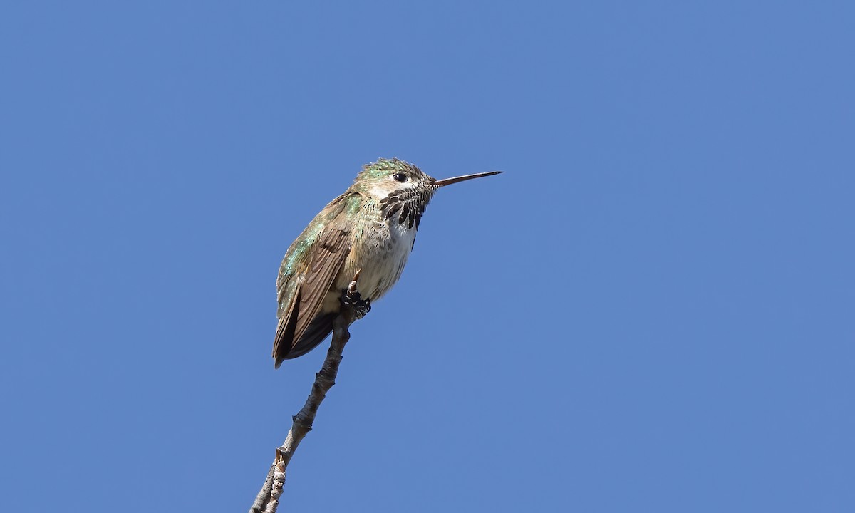 Calliope Hummingbird - ML619383468