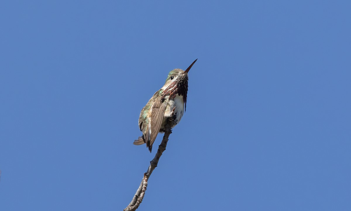 Calliope Hummingbird - ML619383470