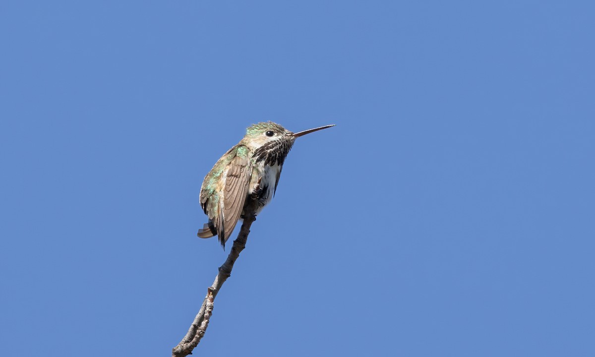 Calliope Hummingbird - ML619383471
