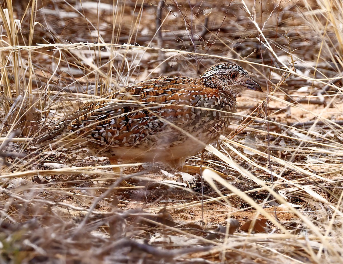 Painted Buttonquail - ML619383494