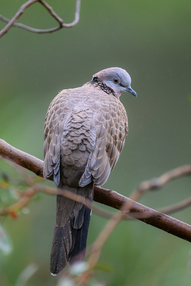 Spotted Dove - ML619383557
