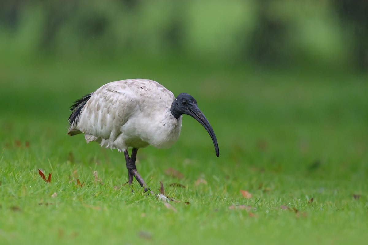 ibis australský - ML619383579