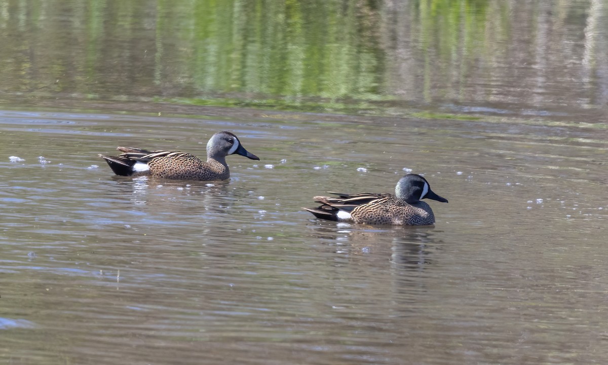 Blue-winged Teal - ML619383613