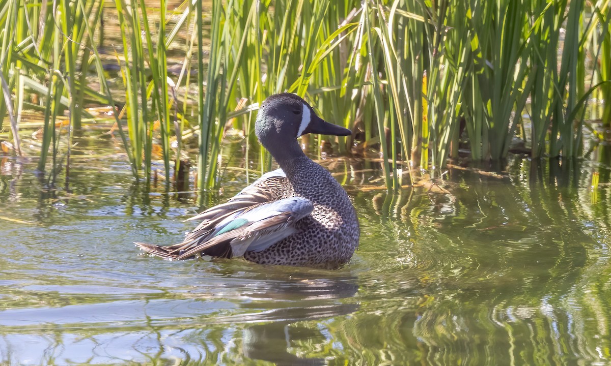 Blue-winged Teal - ML619383615