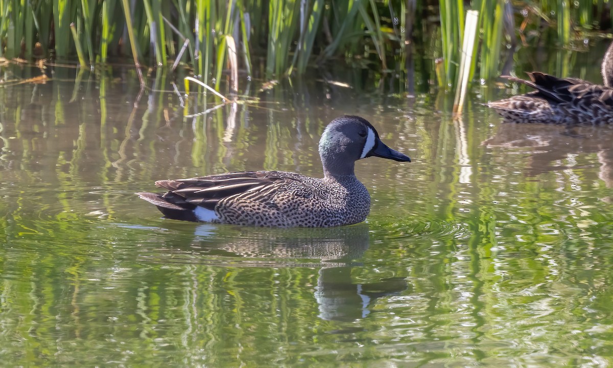 Blue-winged Teal - ML619383616