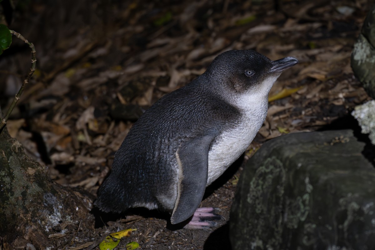 tučňák nejmenší - ML619383619