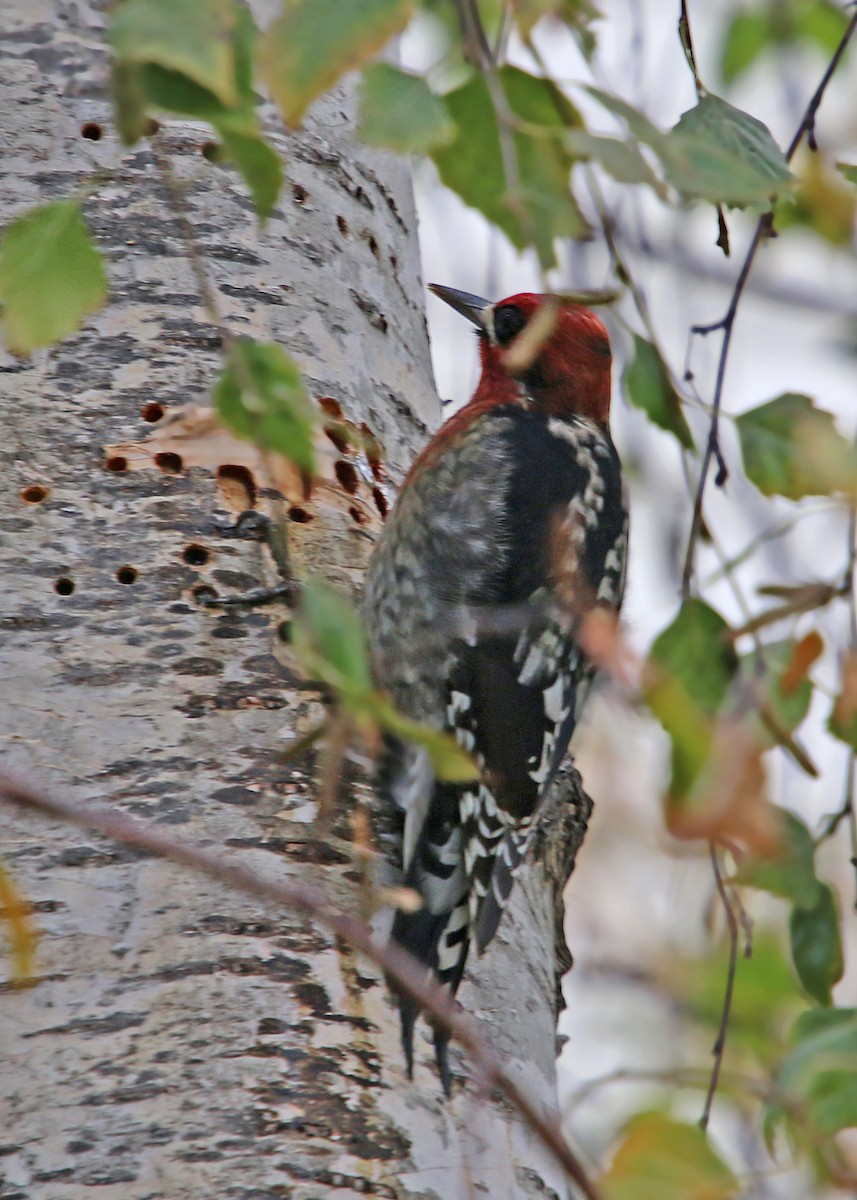 Red-breasted Sapsucker - ML619383666