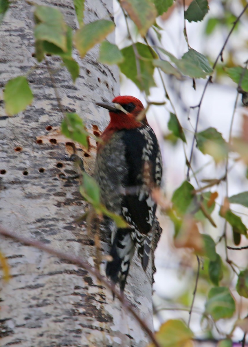Red-breasted Sapsucker - ML619383672