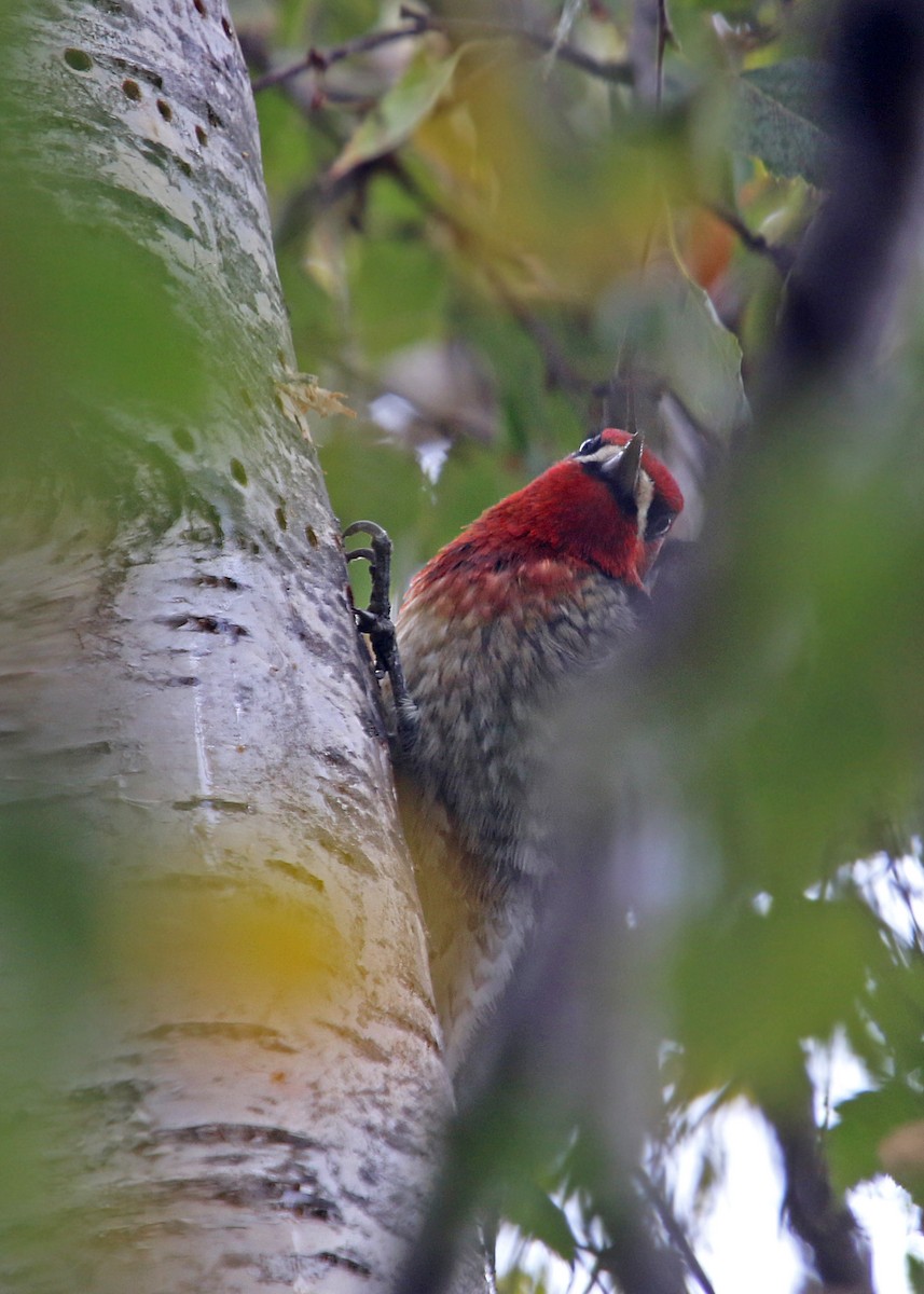 Red-breasted Sapsucker - ML619383678