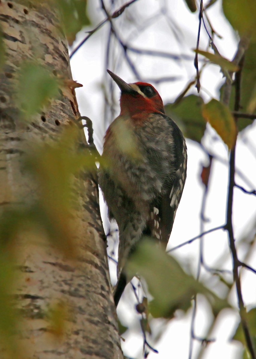 Red-breasted Sapsucker - ML619383679