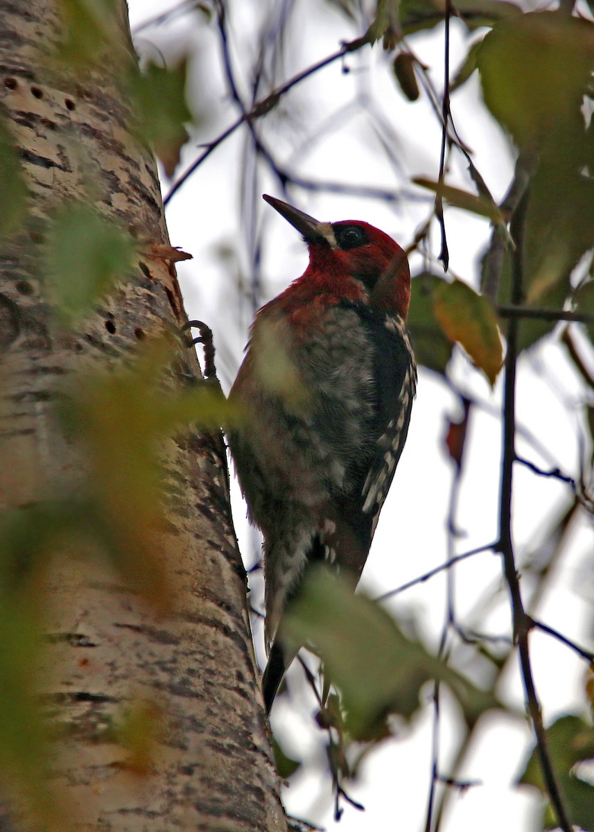 Red-breasted Sapsucker - ML619383681