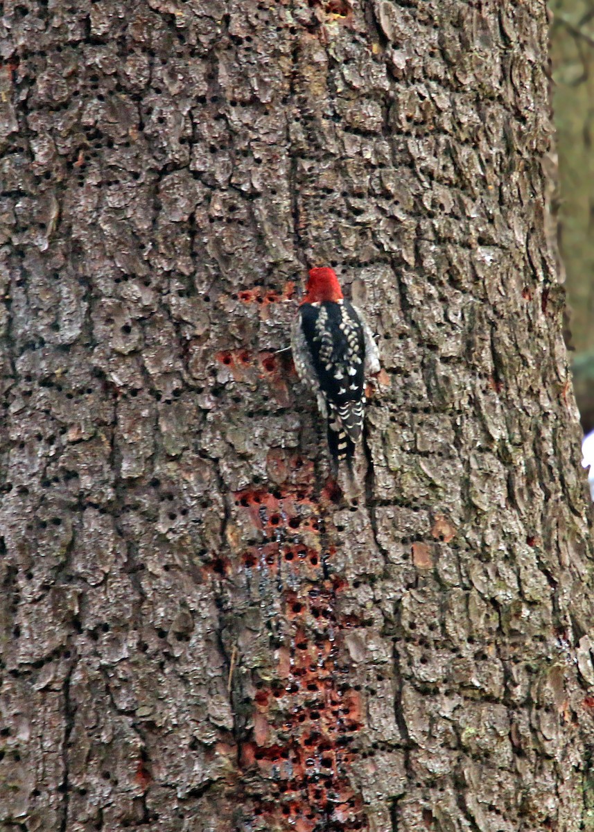 Red-breasted Sapsucker - ML619383682