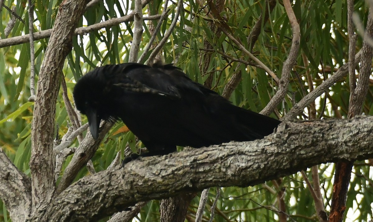 Australian Raven - ML619383716