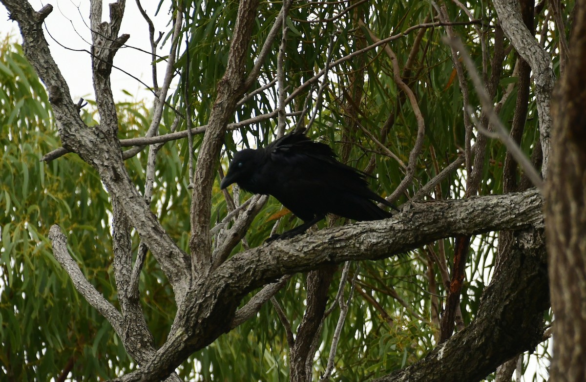 Australian Raven - ML619383717