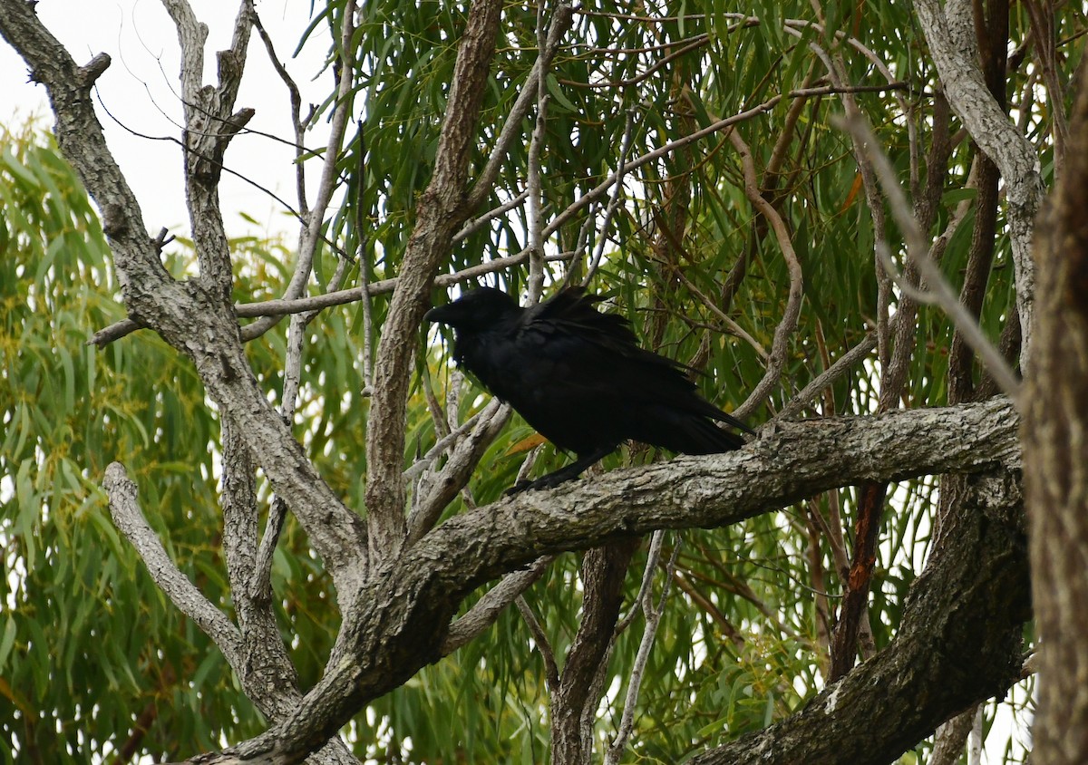 Australian Raven - ML619383718