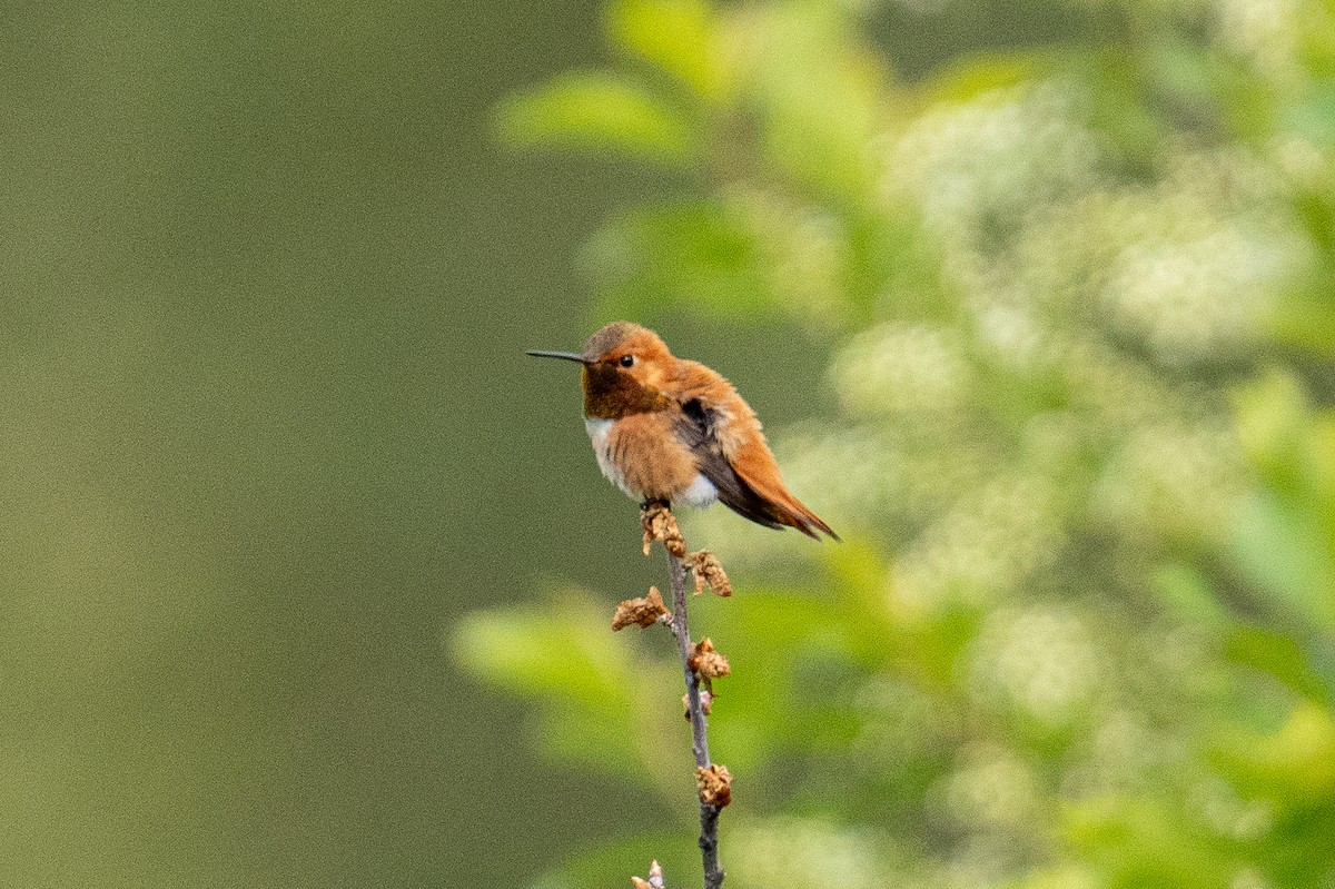 Rufous Hummingbird - ML619383750