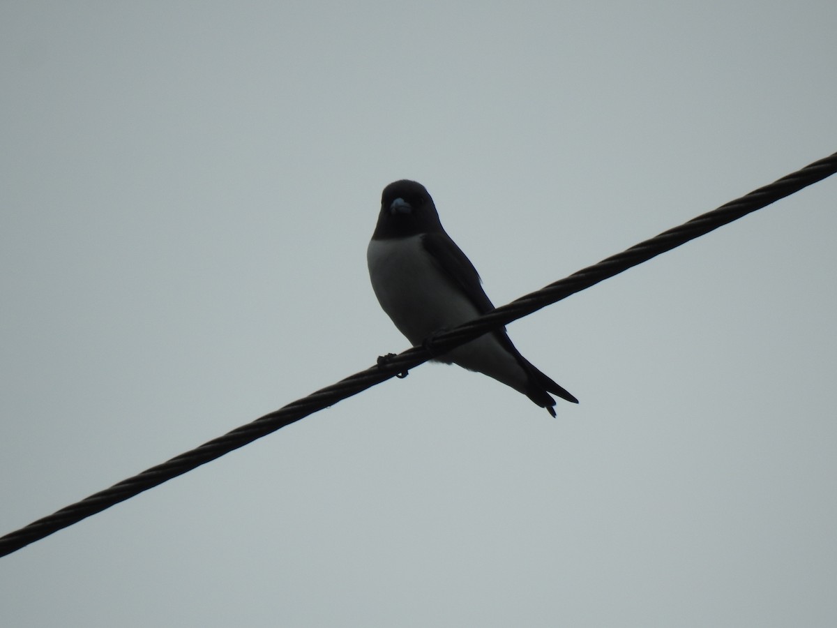 White-breasted Woodswallow - ML619383758