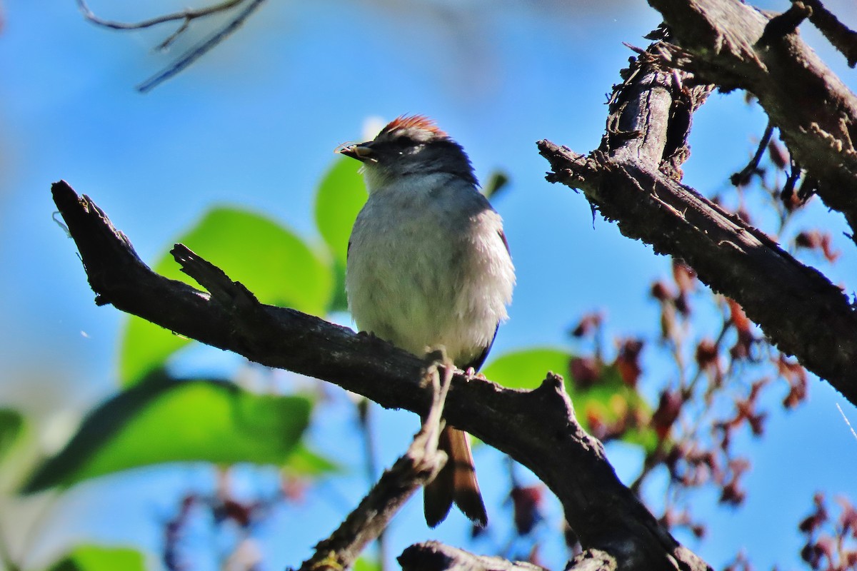 Chipping Sparrow - ML619383778