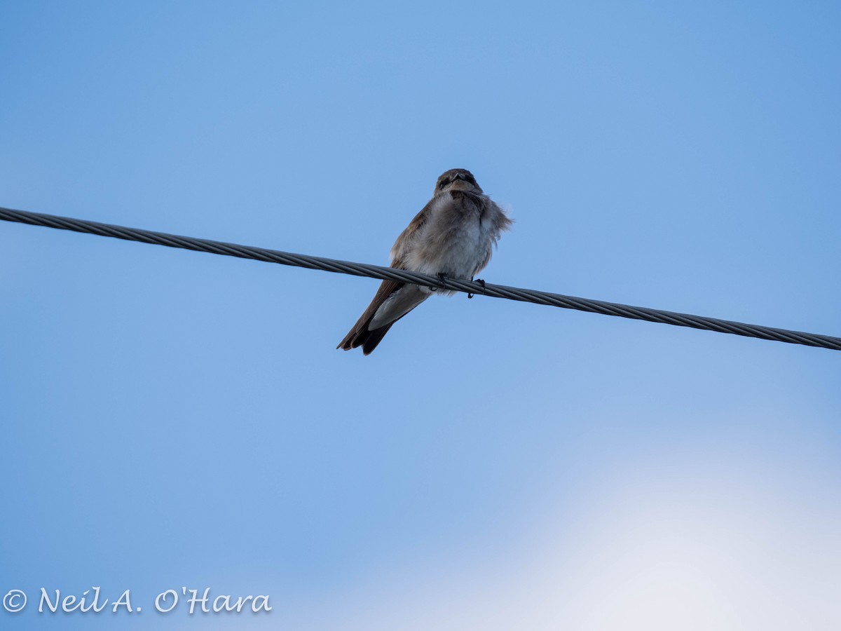 Northern Rough-winged Swallow - ML619383789