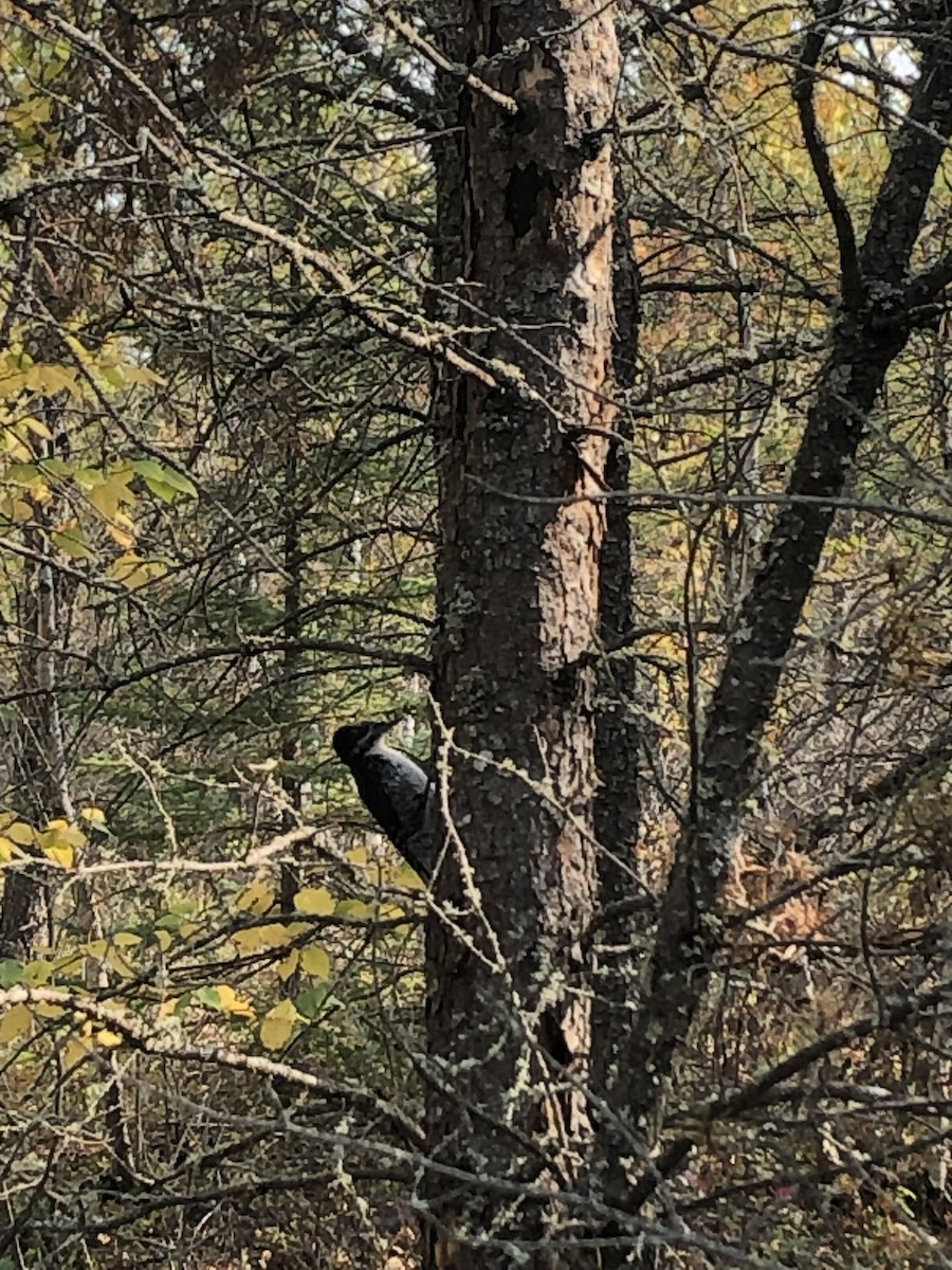 Black-backed Woodpecker - ML619383795