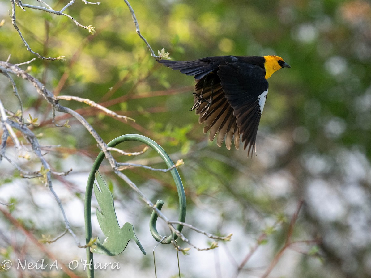Yellow-headed Blackbird - ML619383811