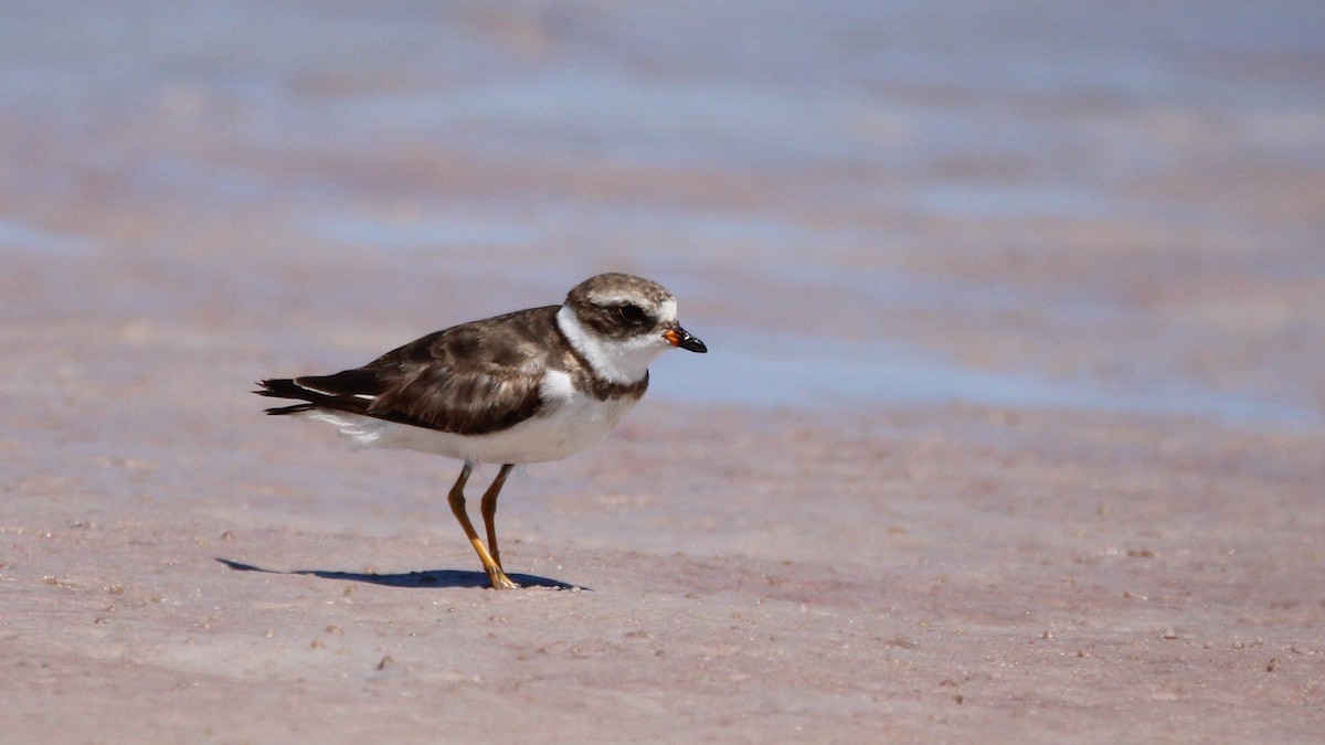 Semipalmated Plover - ML619383835