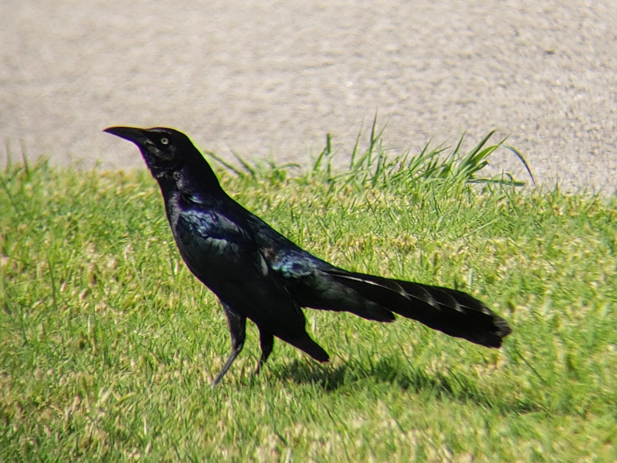 Great-tailed Grackle - ML619383852