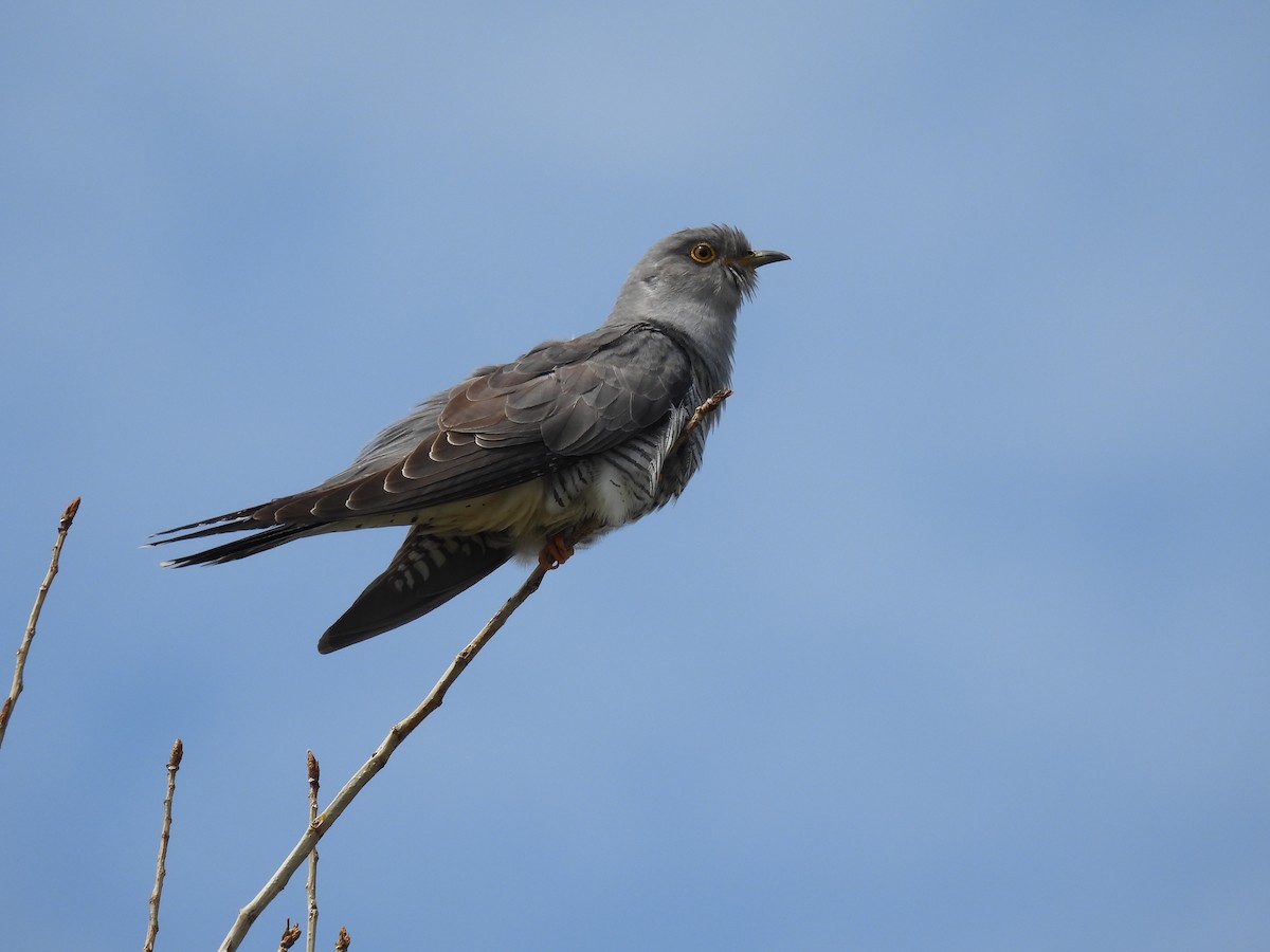 Common Cuckoo - ML619383870