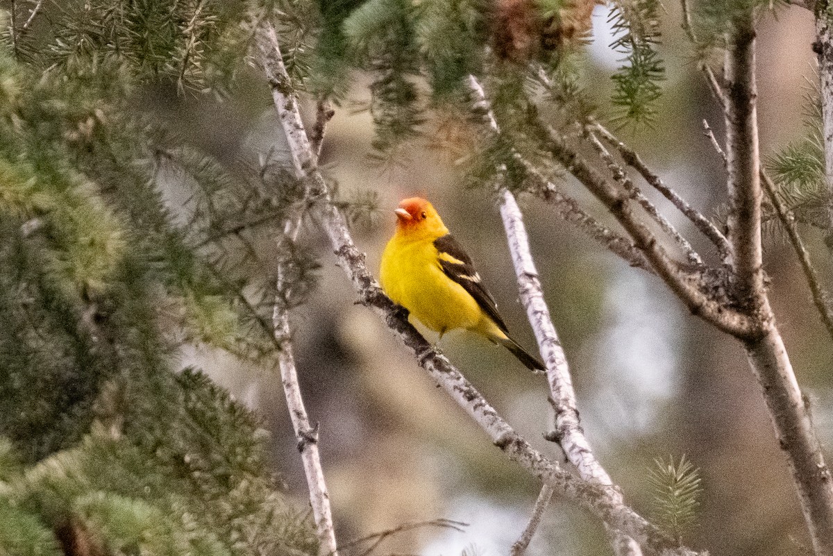 Western Tanager - ML619383880