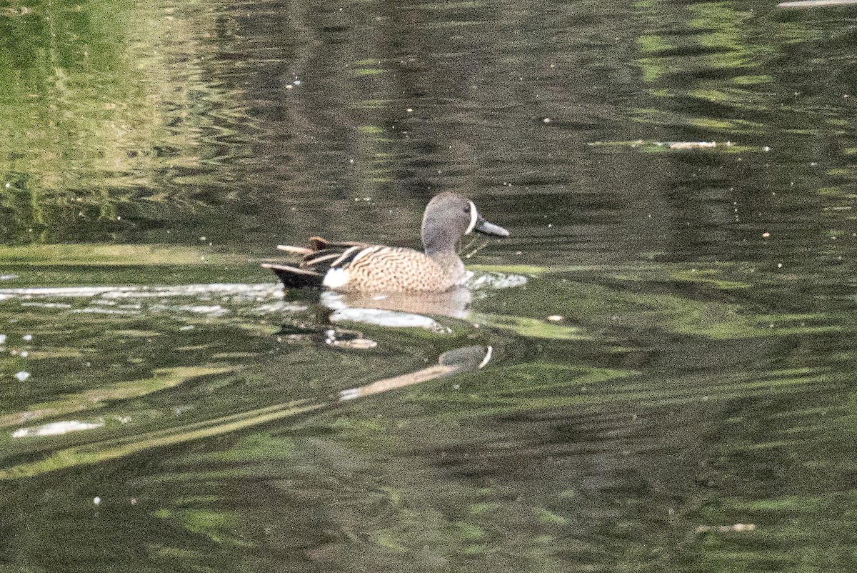 Blue-winged Teal - ML619383939