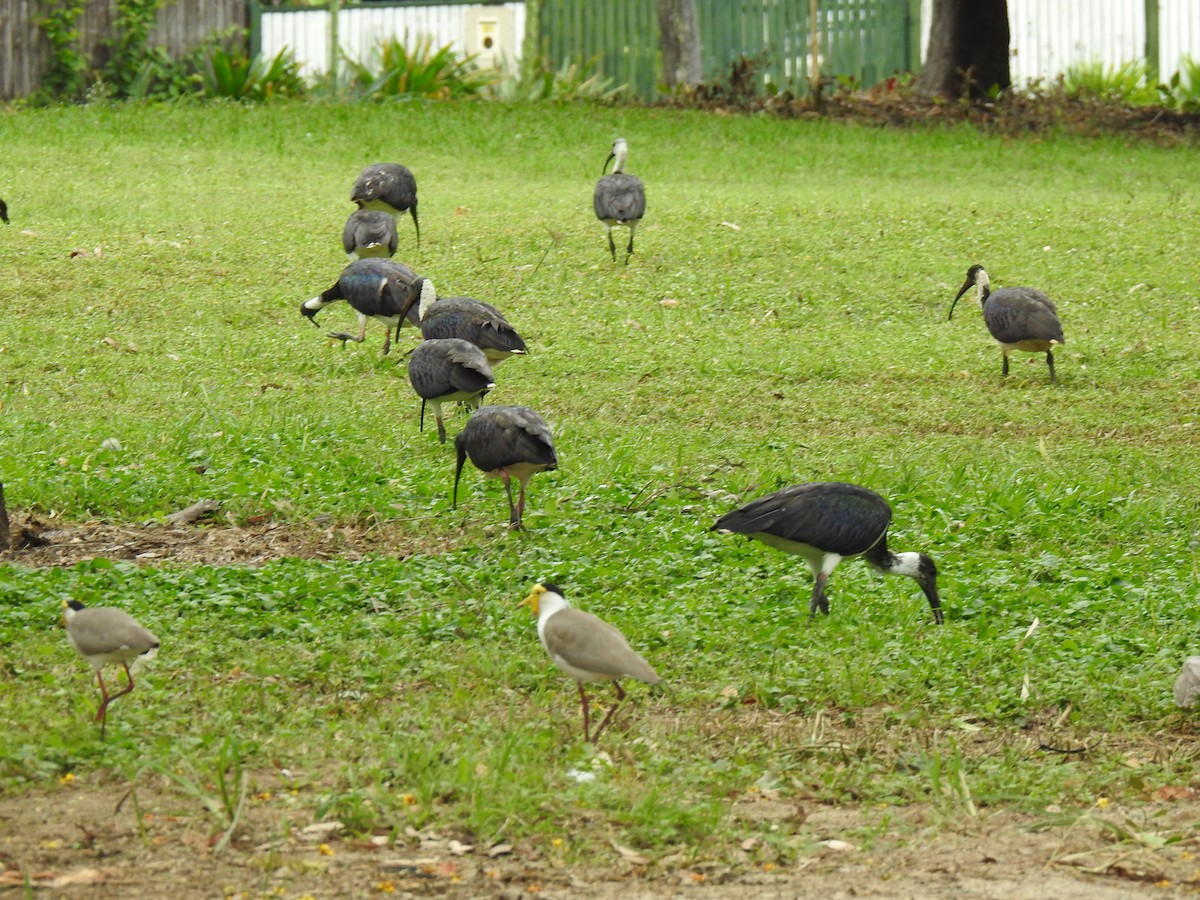 ibis slámokrký - ML619383941
