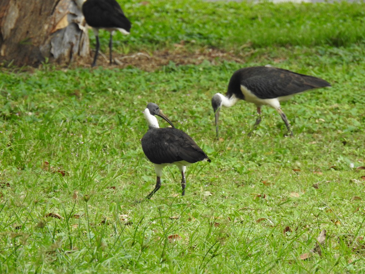 ibis slámokrký - ML619383949