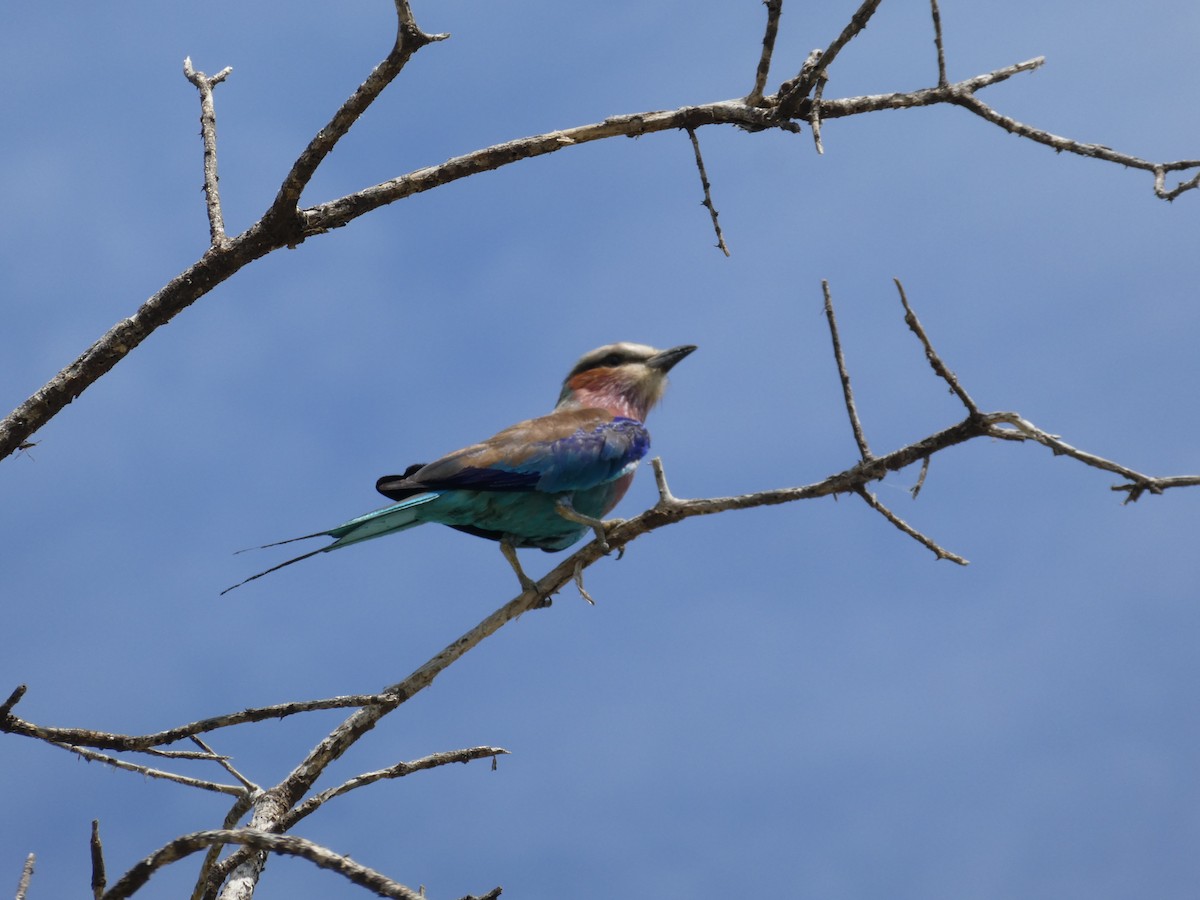 Lilac-breasted Roller - ML619383989