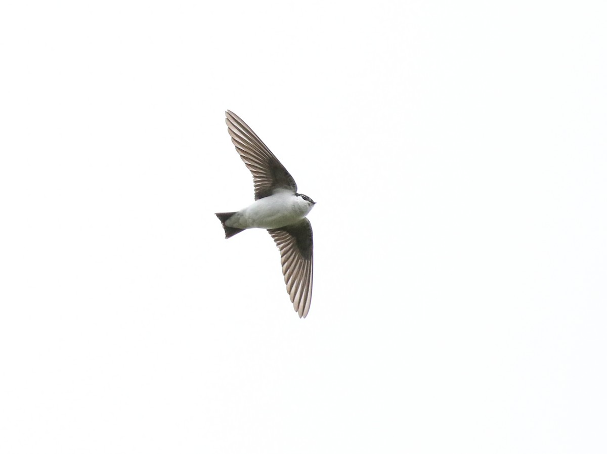Violet-green Swallow - ML619384011