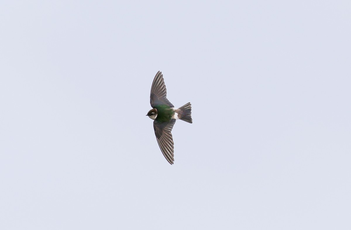 Violet-green Swallow - ML619384014