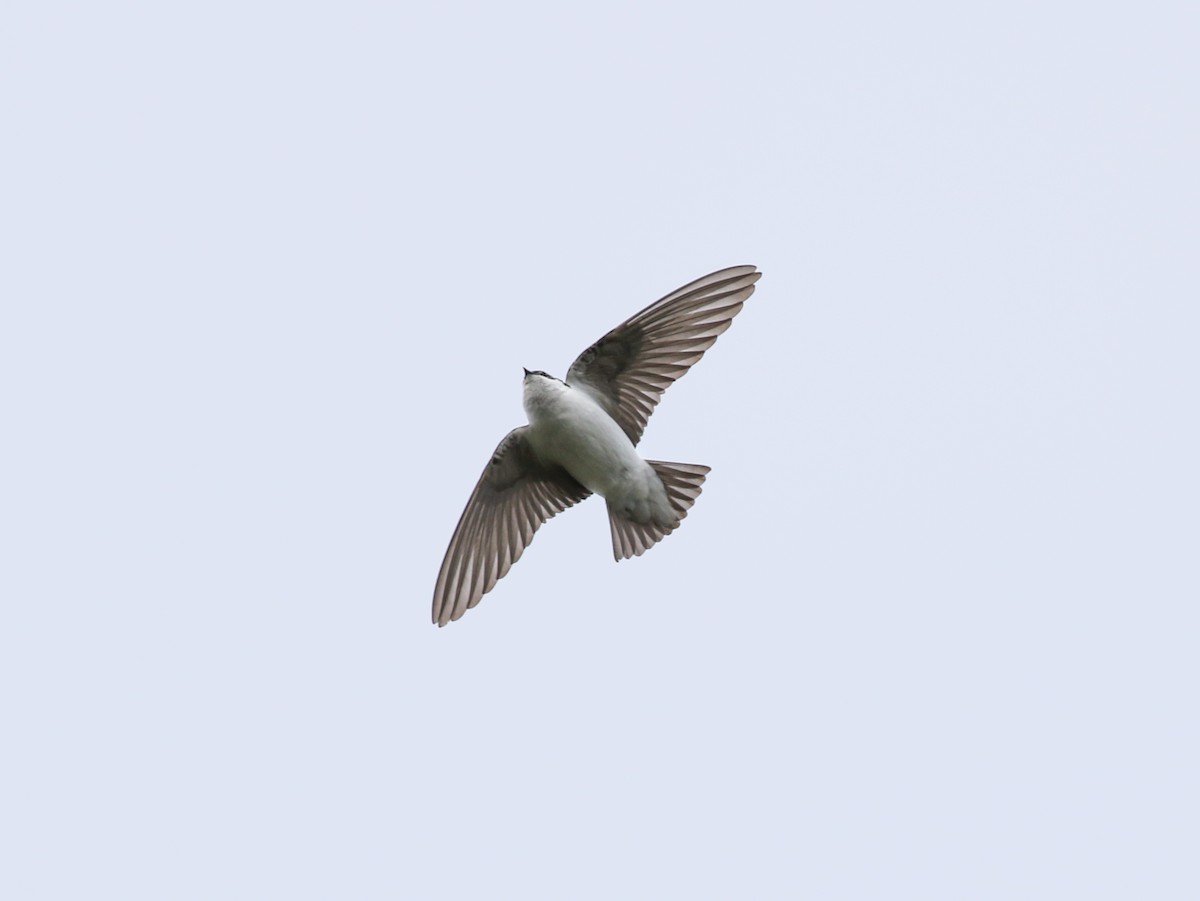 Violet-green Swallow - ML619384017