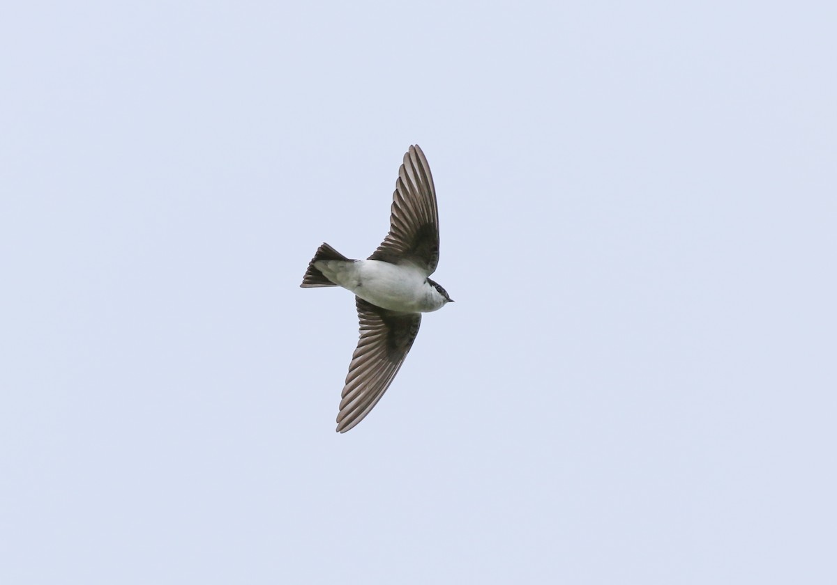 Violet-green Swallow - ML619384018