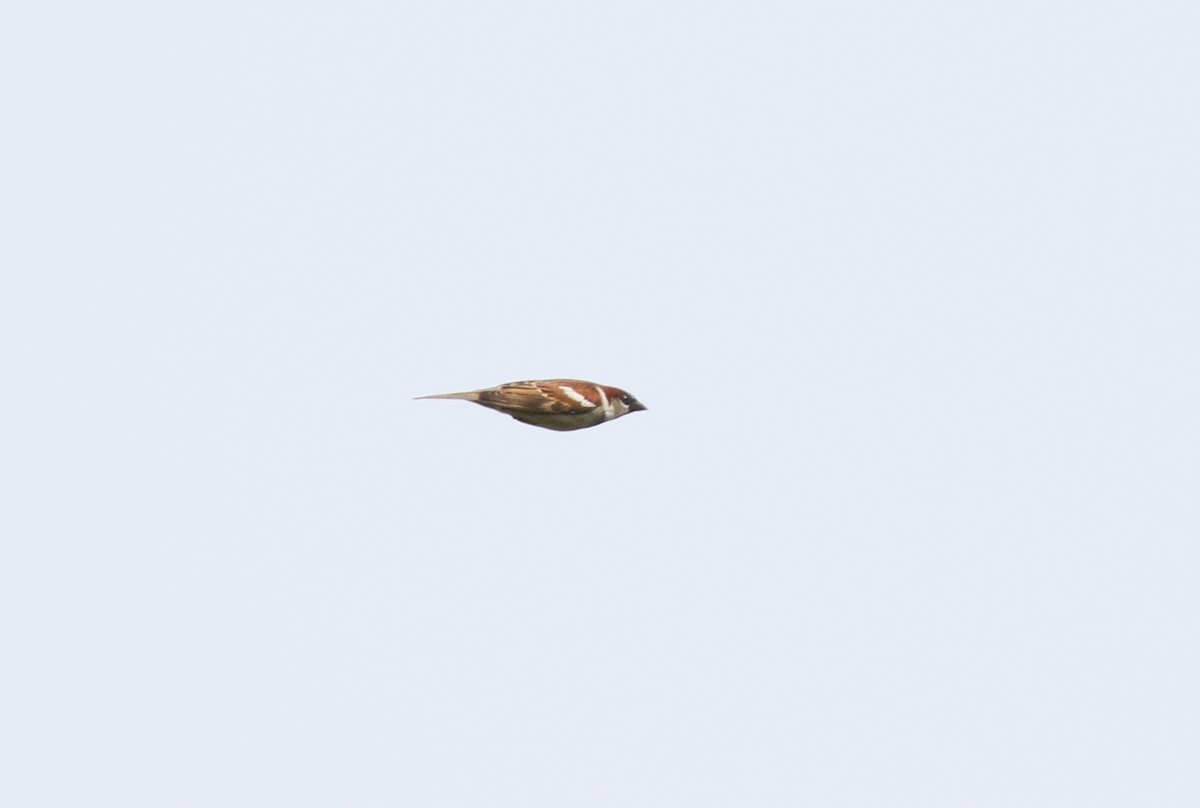 House Sparrow - ML619384034