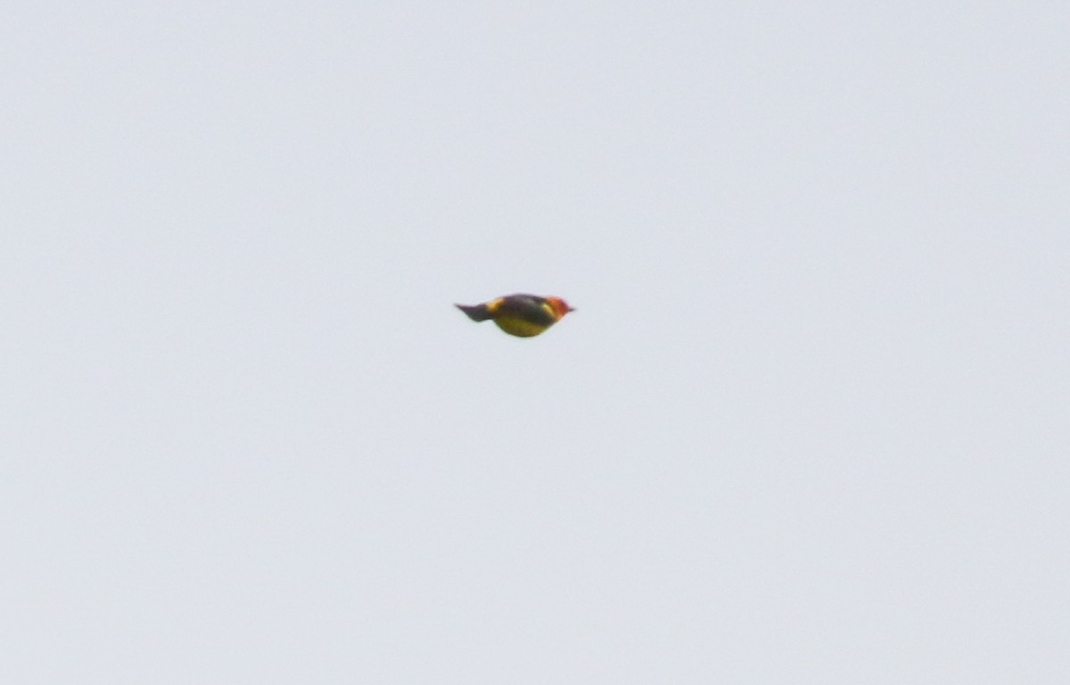 Western Tanager - ML619384052