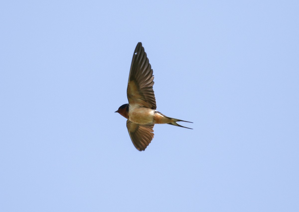 Barn Swallow - ML619384084