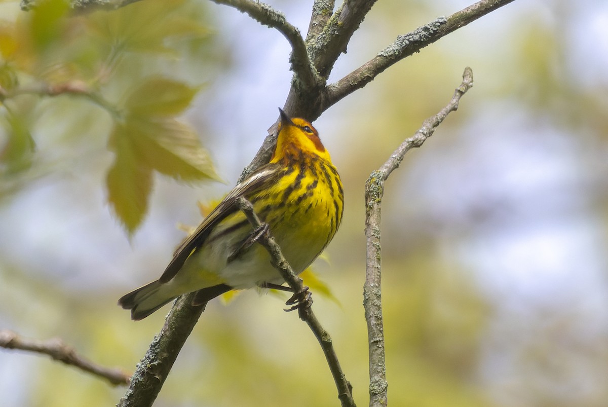 Cape May Warbler - ML619384092