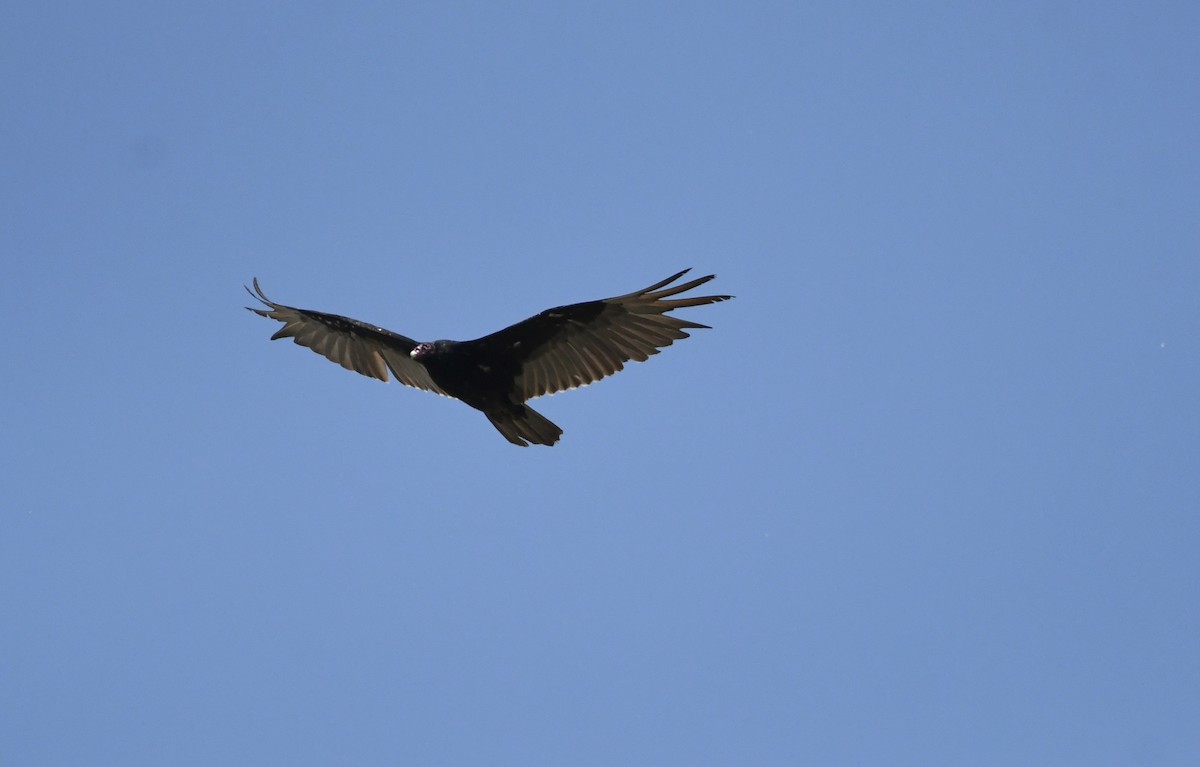 Turkey Vulture - ML619384099