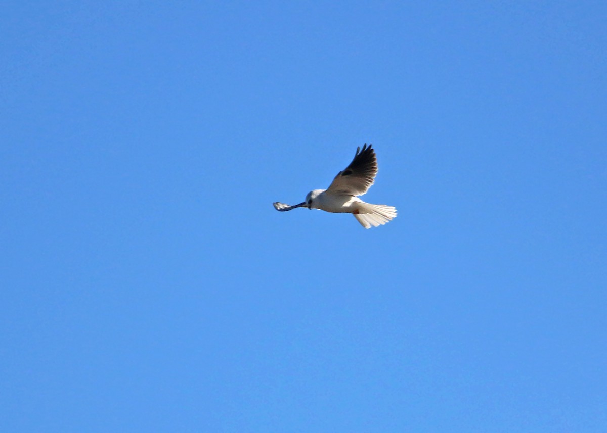 White-tailed Kite - ML619384174
