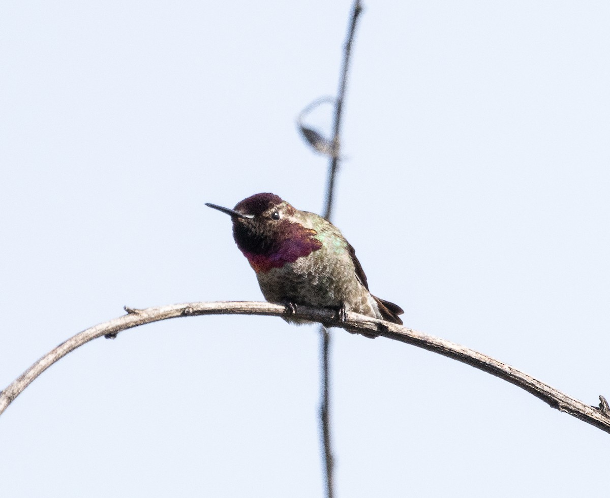 Anna's Hummingbird - ML619384181