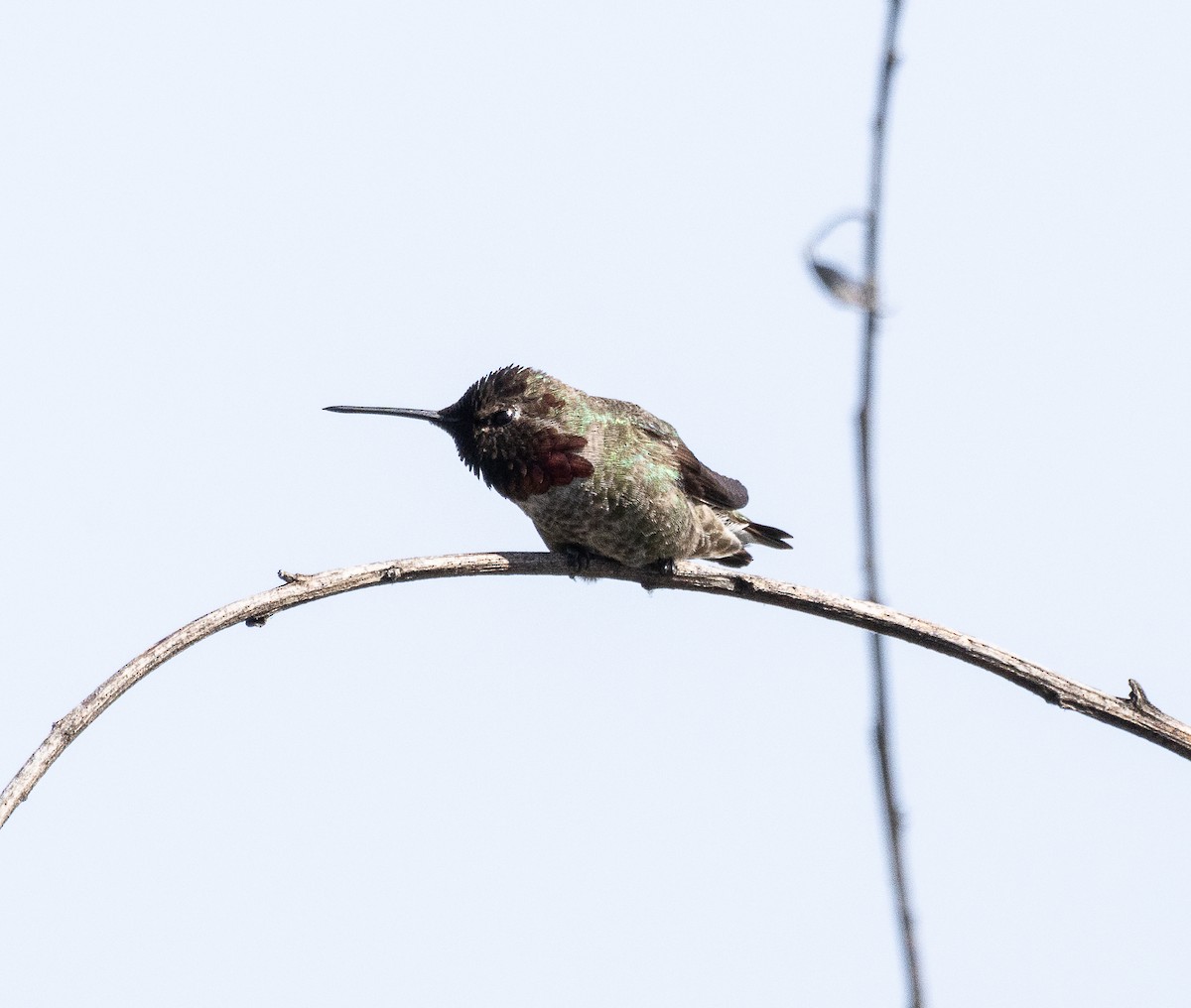 Anna's Hummingbird - ML619384182