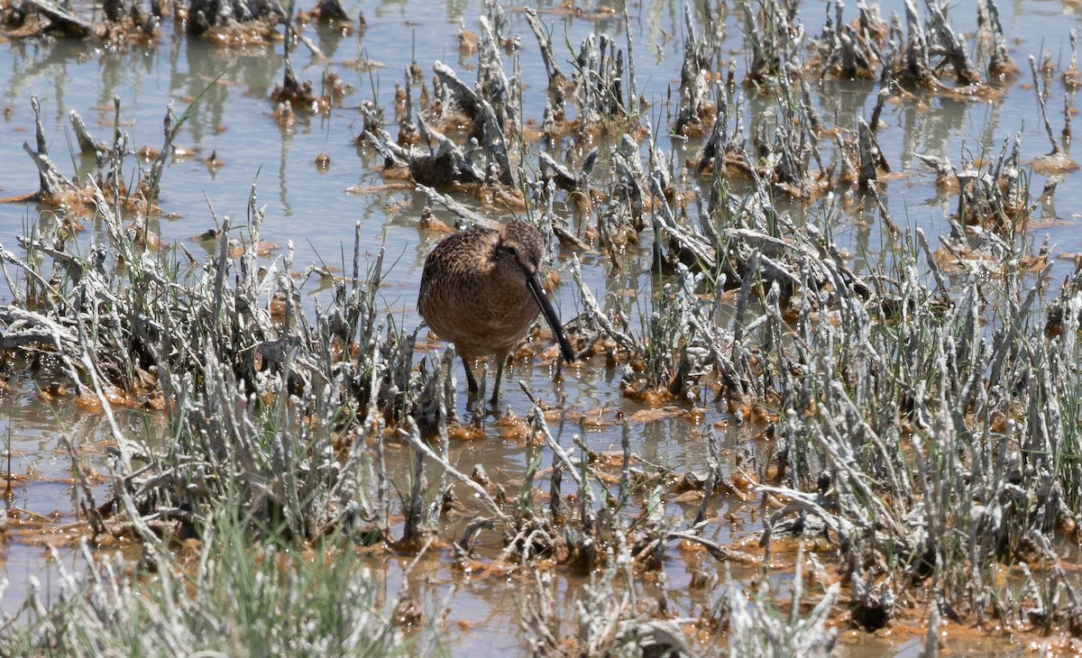 Long-billed Dowitcher - ML619384184