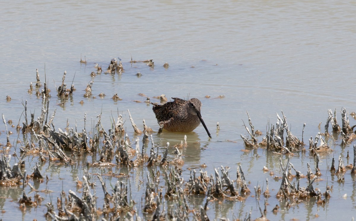 Long-billed Dowitcher - ML619384185