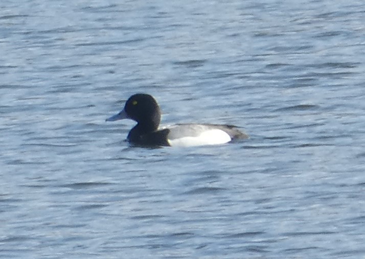 Greater Scaup - ML619384290